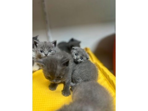 Scottish straight scottish fold rezerveye açık