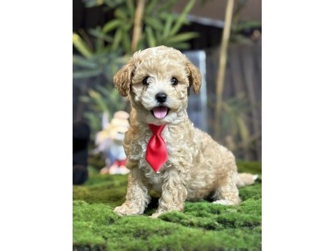 2 aylık erkek dişi toy poodle yavrular