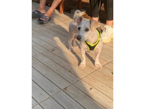 Terrier maltese kız güzel sakın çocuklara düşkün