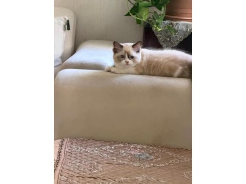2 erkek sağlıklı ragdoll yavrular istanbul fatih