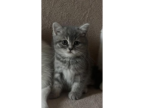 Brıtısh tabby dişi yavru kızımız