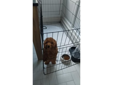 Acil toy poodle
