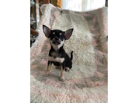 Chihuahua yavruları