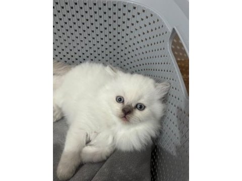 2 aylık scottish fold bluepoint shorthair yavrular