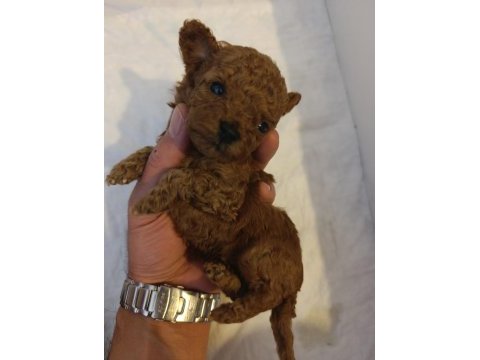 Toy poodle tea cup
