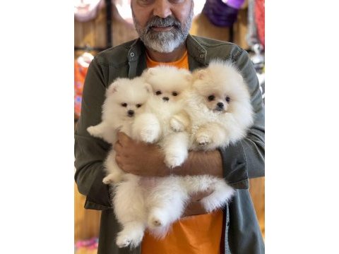 Orjinal pomeranian boo köpeği