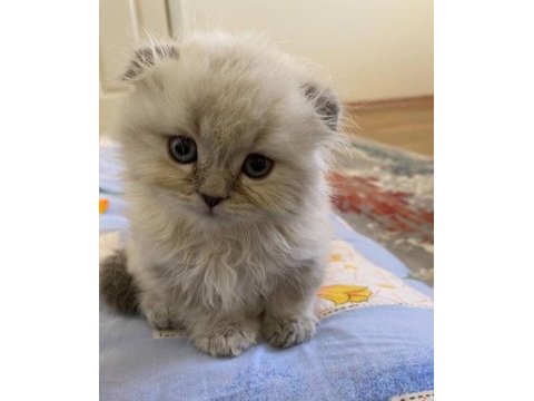 2 yaşında dünya tatlısı scottish fold oğlumuz