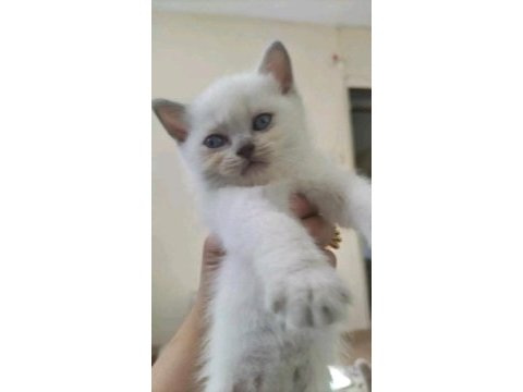 Blue point yavrular british shorthair