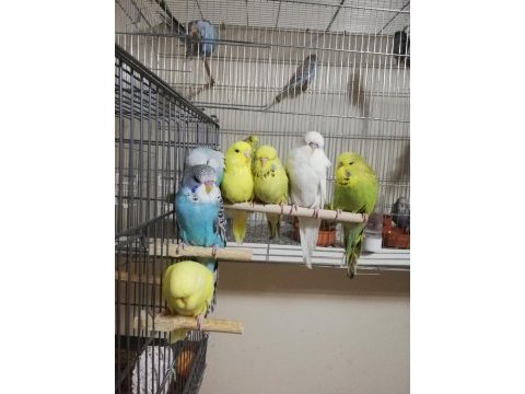 Jumbo ve show jumbo muhabbet kuşu yavrular
