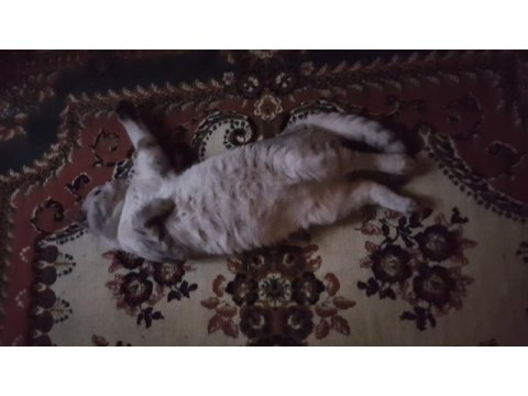 Çok tatlı bir o kadarda akıllı