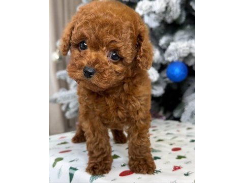 Gerçek kore teacup toy poodle