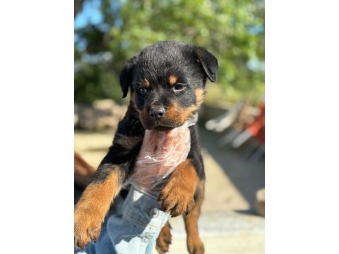 Koca kafa rottweiler yavrularım