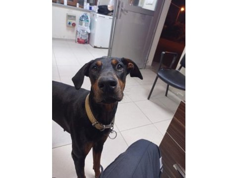Doberman yavrularımız