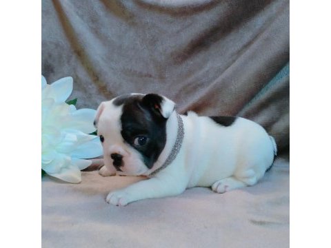 French bulldog yavruları