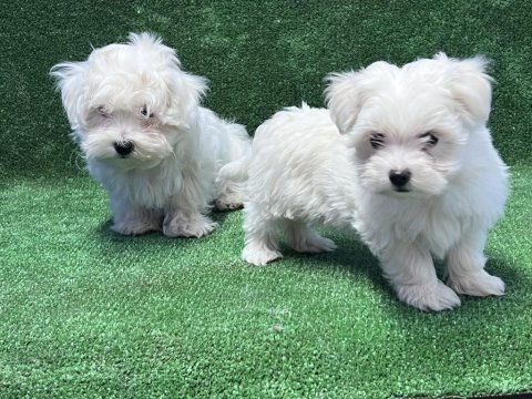 Maltese terrier yavrular