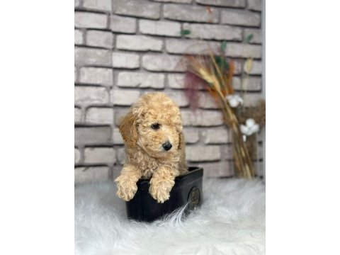 Harika anotomisi ile mükemmel toy poodle yavrular