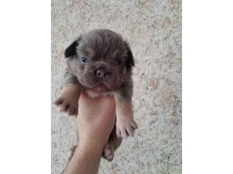 French bulldog fluffy lilac tan
