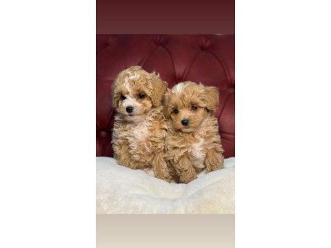 Irk ve sağlık garantili maltipoo bebekler