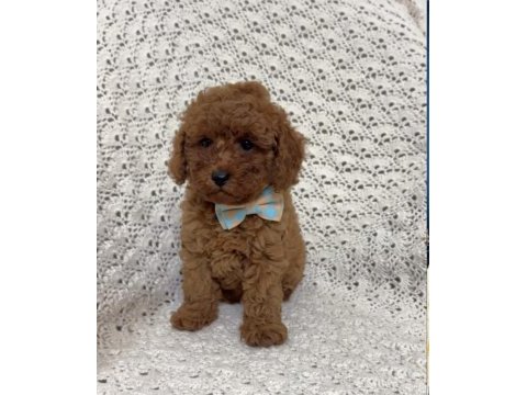 Toypoodle yavrularımız 