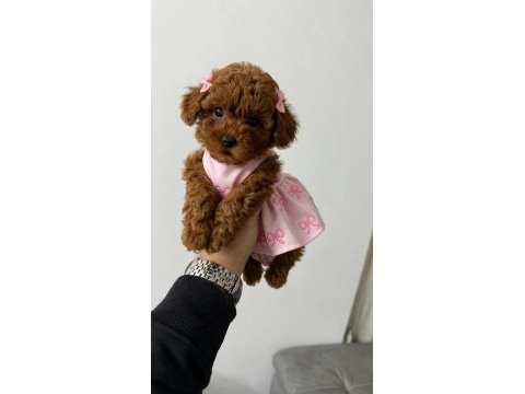 Ruhsatlı köpek çiftliğinden toypoodle yavrularımız 