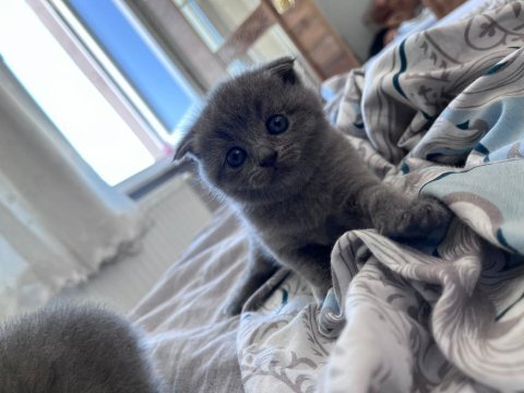 Orijinal ırk scottish fold