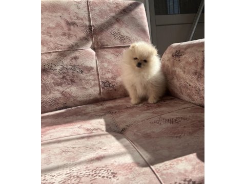 Kartopu pomeranian boo yavrumuz