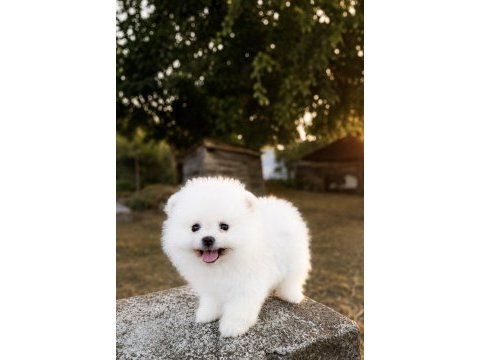 Gülen yüz pomeranian boo karbeyaz