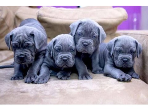 Show kalite cane corso yavrular