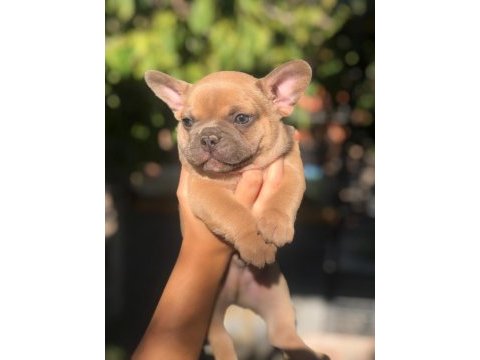 French bulldog bebeklerimiz yeni yuvalarını arıyor