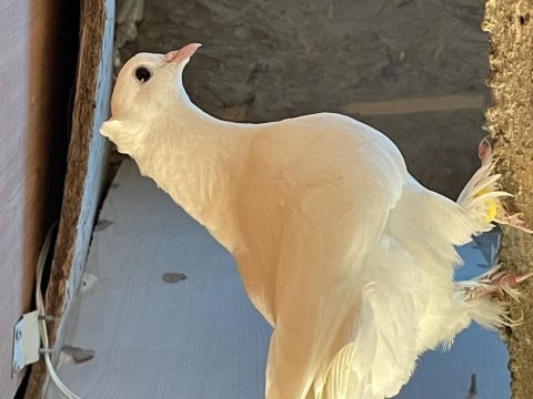 Oyun kuşları çanakkale