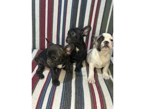 A kalite french bulldog yavrular