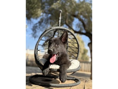 Muhteşem alman çoban köpeği yavrularımız