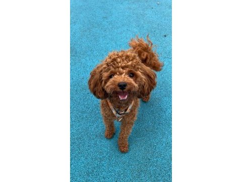 Toy poodle köpeği trabzon