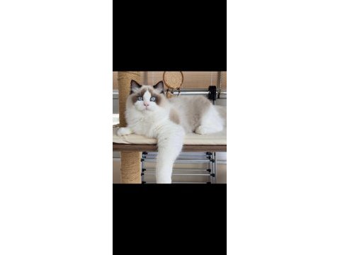 Şecereli yakışıklı ragdoll oğlum yeni yuvasını arıyor