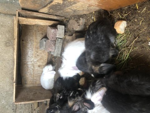 Lop anaç yavru tavşanlar