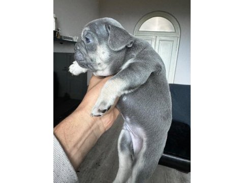 Egzotik french bulldog yavrular