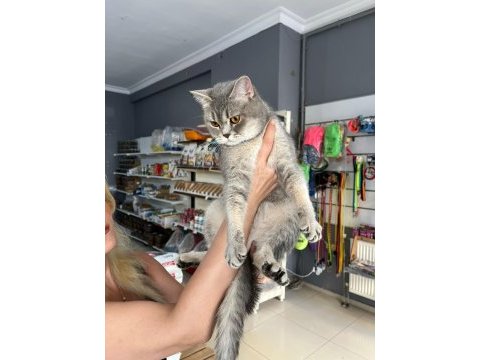 British shorthair kedimiz