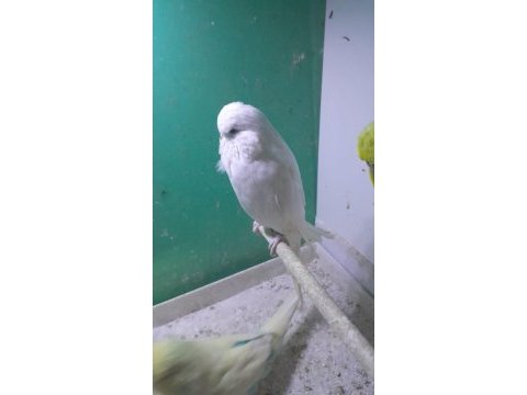 Yavru damızlık kuşlar ve balık çeşitleri