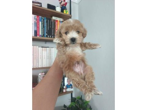 Sevimli maltipoo yavrular