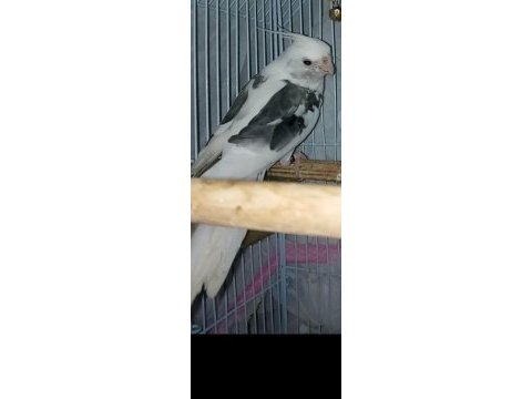 Erkek sultan papağanı melodik ötüyor