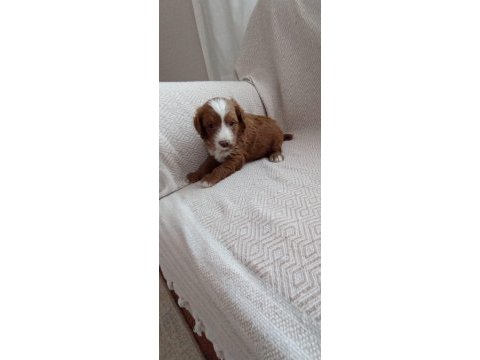 F2 maltipoo biraderler