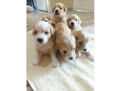 Minik maltipoo bebekler