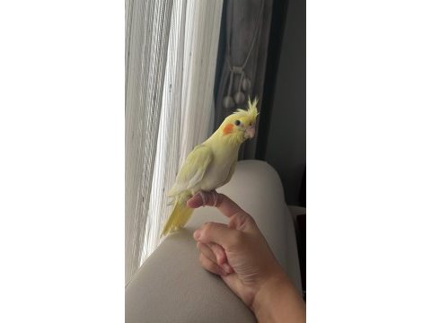 Kaliteli jumbo boy sultan papağanı yavrularım