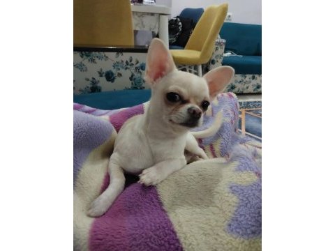 Chihuahua sahiplendirme