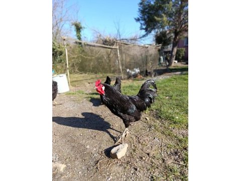 5+1 sinop gerze hacı kadın tavuklar