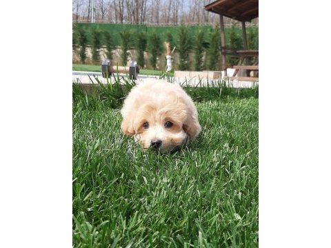 Zeki ve tüy dökmeyen karakteriyle maltipoo yavruları