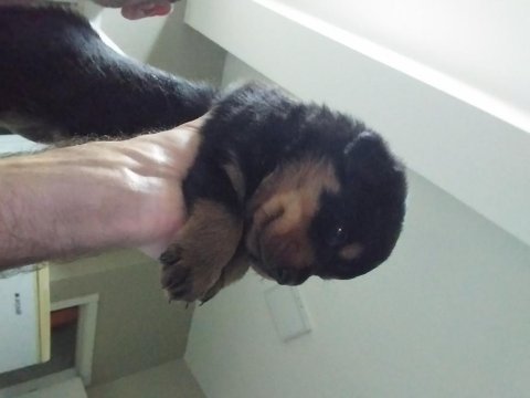 Yavru rottweiler