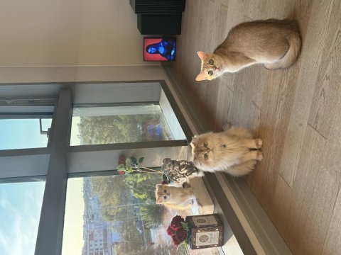5 aylık scottish fold yavrular