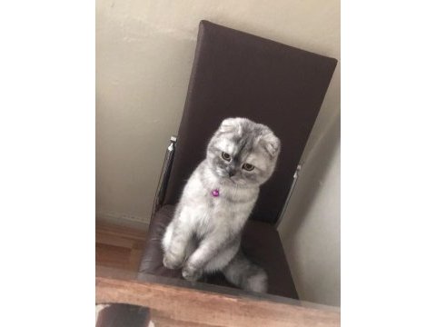 Acil satılık scottish fold