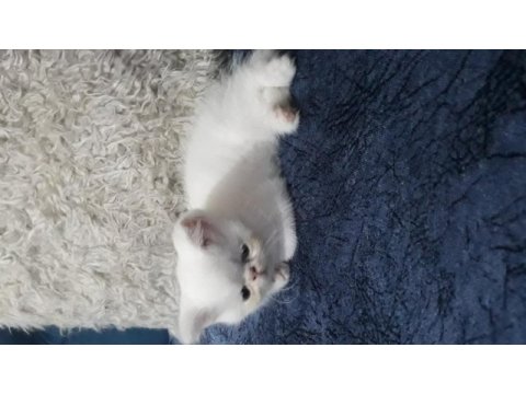 Exotic shorthair